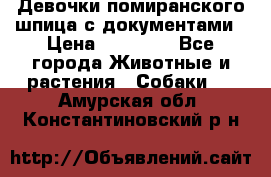 Девочки помиранского шпица с документами › Цена ­ 23 000 - Все города Животные и растения » Собаки   . Амурская обл.,Константиновский р-н